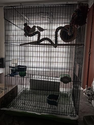 силос в токмаке: Продаю амадинов с большой клеткой и игрушками Пара Возраст 3 года Не — 2