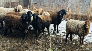 хомяки токмок: Сатам | Ургаачы кой (ургаачы), Козу | Көбөйтүү үчүн | Ургаачы — 2
