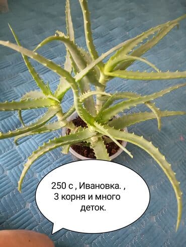 Алоэ (суккулент) в горшке. - Сорт: алоэ с мощными зубчатыми листьями at lalafo.kg Алоэ (суккулент) в горшке. - Сорт: алоэ с мощными зубчатыми листьями