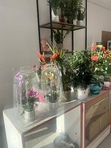Антуриумы: 🌸 Продаётся готовый бизнес! 🌸 Продаётся полностью готовый к работе — 1