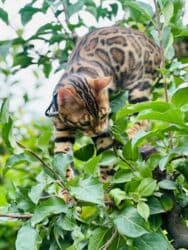 дом для хомяка: На бронь бенгальские котята,свободны две девочки,к переезду будут — 7