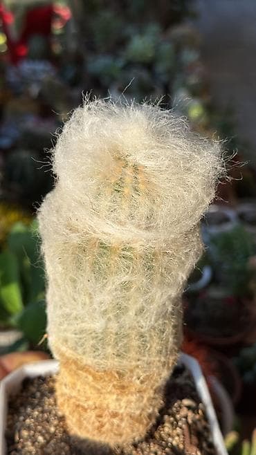 сколько стоят кактусы: Коллекция суккулентов в горшках 1) Кристатная форма кактуса/молочая — 8