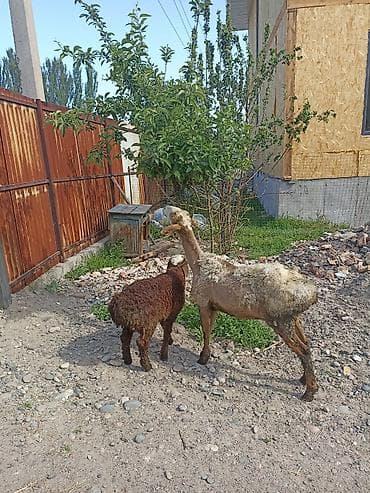 шамал сай: Сатам | Ургаачы кой (ургаачы) | Көбөйтүү үчүн | Ургаачы — 2