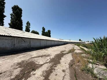 продажа домов сокулуке: Продаю Ферма КРС, 90 соток, С оборудованием, Электричество, Канализация, Отопление — 4