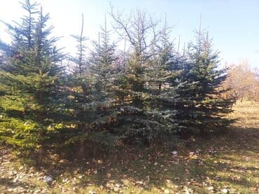 бу строительные инструменты: Саженцы деревьев: Ели — 4