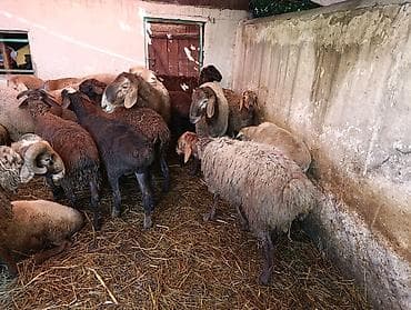 продаю баран красная речка: Продаю | Овца (самка), Баран (самец) | На забой — 4