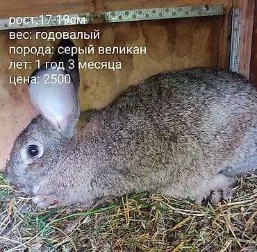 собака самец: Продаю | Кролик самец | Серый великан | Для разведения — 10