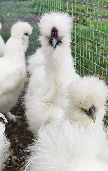 Продаются куры петухи порода шелковые