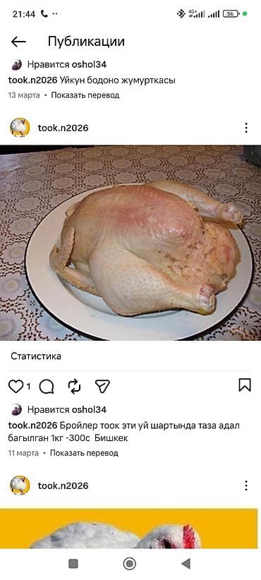 куры живые: Уй шартында таза адал багылган Бройлер тооктор 1кг -300с 2.5 -3кг — 1