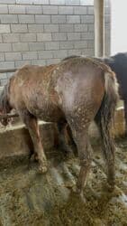 продажа щенков немецкой овчарки с документами в бишкеке: Продаю | Жеребец | Рабочий — 2