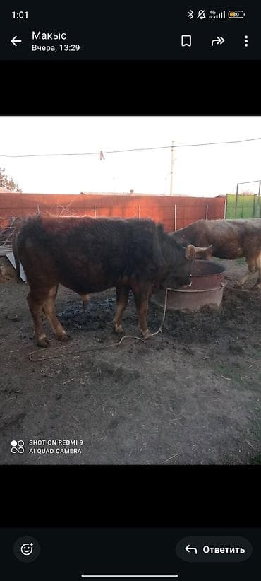 Продаю | Бык (самец) | Полукровка | На откорм | Привязанные at lalafo.kg Продаю | Бык (самец) | Полукровка | На откорм | Привязанные
