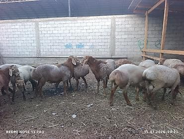 Животные: Продаю | Овца (самка) | Для разведения | Ярка — 3