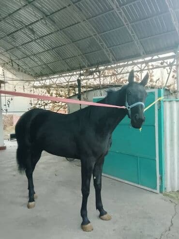 седло для осла: Продаю | Конь (самец) | Конный спорт — 2