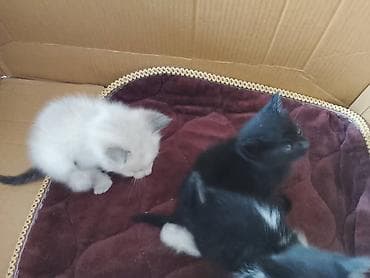 вещи для кота: Котята, помёт домашней кошки. На фото — несколько малышей разной — 2