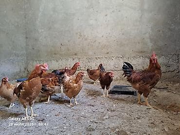 животные кошки: Продаю | Куры — 1