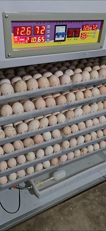 Куры, петухи: Индюшаты суточный Северокавказкая Бронза, Белый Широкогруд — 1