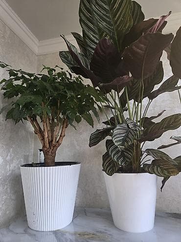 растения для аквариума: Аглаонема (декоративно-лиственное комнатное растение) - Сорт с — 4