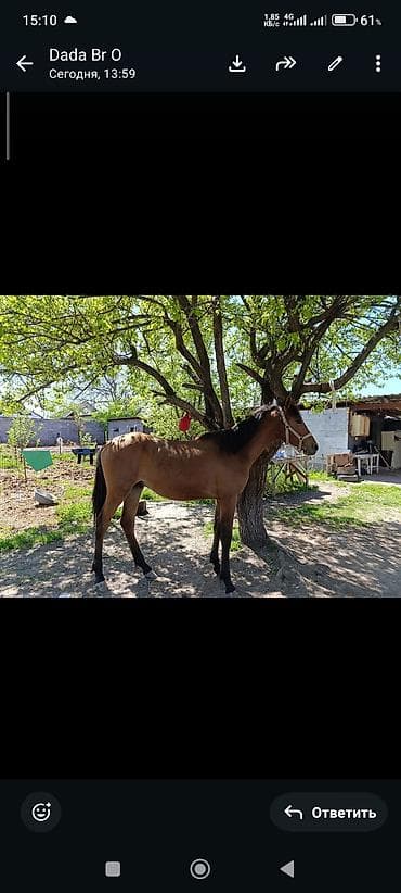 Продаю | Жеребец | Для разведения