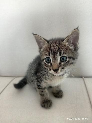 вислоухий кошка: Беспородная, 1 месяц, Мальчик, Черепаховый, Приучена к лотку — 3