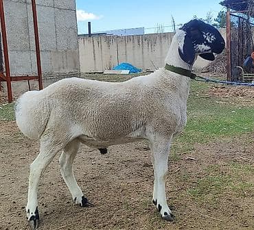 скупка раков: Продаю | Баран (самец) — 3