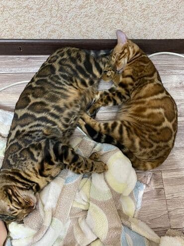 очень нужны: Друзья .Питомник бен гла мур с любовью предлагает вам котят — 7