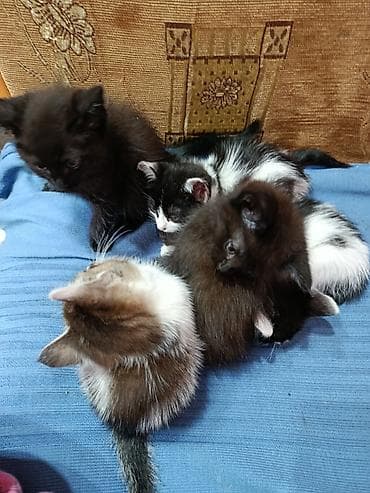 коты бесплатные: Котята, помет из пяти малышей. - Возраст: два месяца, уже начинают — 3