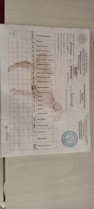 собака корги купить: Продаю | Баран (самец) | Для разведения | Племенные — 7