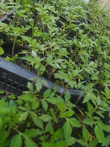 Рассада Самовывоз