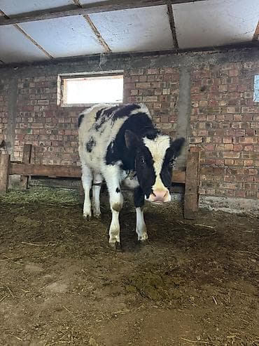 Услуги ветеринара: Продаю | Тёлка | Голштин | Для молока | Привязанные — 2