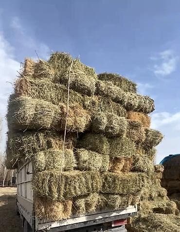 Түк чоп сатылат, баасы келишимдуу
Продаются тюки, цена договорная at lalafo.kg Түк чоп сатылат, баасы келишимдуу
Продаются тюки, цена договорная