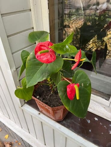 ташкентский плов бишкек доставка: Цветы по дешёвым — 2