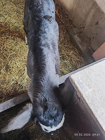 куры тоджон: Продаю | Музоо, торпок | На откорм — 3