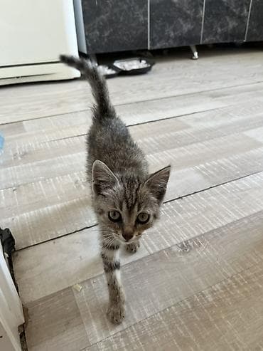 Беспородная, 1 месяц, Девочка, Серый, Приучена к лотку