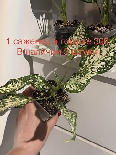 сколько стоит финиковая пальма: Аглаонемы в горшках (декоративно-лиственные сорта) Варианты: - По 3 — 5