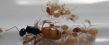 Camponotus fedchencoi (кампонотус федченкой) муравьи жёлтые питаются