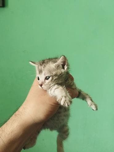 кошка рыжая: Котёнок, окраса серебристый табби (пятнистый). Пуховая короткая — 2