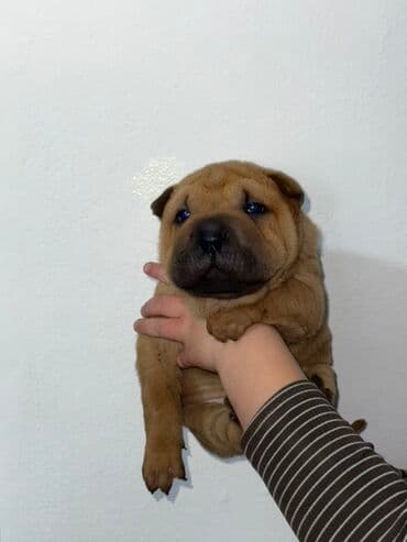цены чихуахуа: Щенки шарпея, окрас черный, темно-шоколадный,три девочки,один мальчик — 2