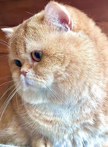 70 сом: ✨ британские котята золотистой шиншиллы в поисках дома! ✨ наши малыши — 2