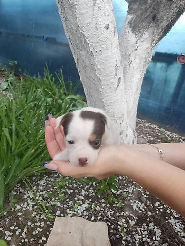 каракол собаки: Чихуахуа, 1 айлык, Ургаачы, Эмделген — 7