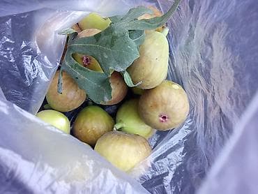 кукуруза початка: Инжир на заказсорт брунсвик,урожайный,неприхотливыйвыносливый.Зато — 7