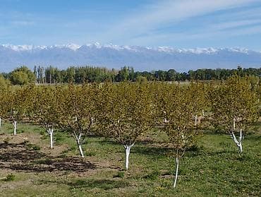 яблоневый сад: 4 соток, Для сельского хозяйства, Красная книга — 10