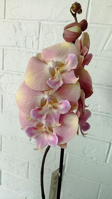 Большой выбор сортовых орхидей, высота растений 70 см. цены от 1450 до