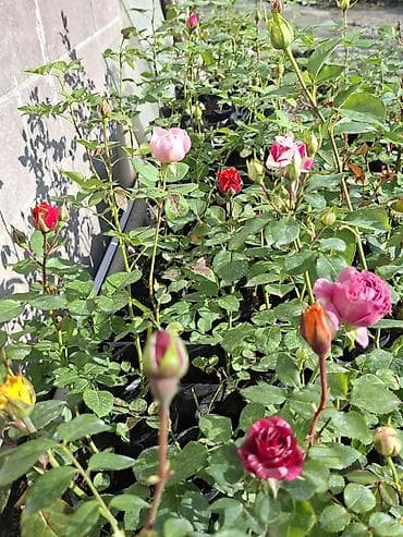 Саженцы Самовывоз, Бесплатная доставка, Платная доставка