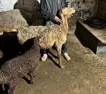 Кошки: Продаю | Овца (самка) | Для разведения | Матка — 3