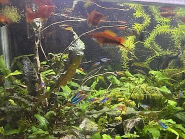 Рыбы: Продаю меченосцев дешево 20-50 сом
Криптокорину 20-150 сом на пучок — 4