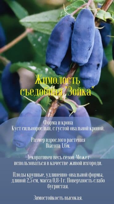 Жимолость съедобная, в наличии три сорта. Очень полезная и вкусная