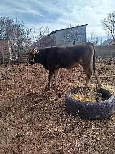 бик 6: Продаю | Бык (самец) | На откорм | Привязанные — 2