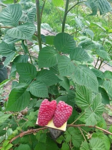 саженцы клубника опт, саженцы клубника от производителя, купить саженцы клубники оптом, саженцы клубники оптовая, саженцы клубники партия, саженцы клубники азия опт, саженцы клубники азия производитель, саженцы клубники альба опт, саженцы клубники прими п: Рассада : Малина, Самовывоз, Бесплатная доставка, Платная доставка — 3