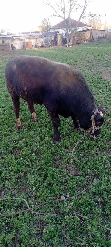 bazar kg: Продаю | Бык (самец) | Симментальская | На откорм | Привязанные — 3