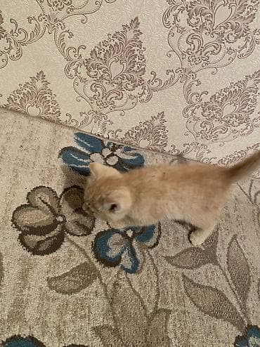 отдам даром котенка: 2 месяца, Девочка, Рыжий, Приучена к лотку — 2